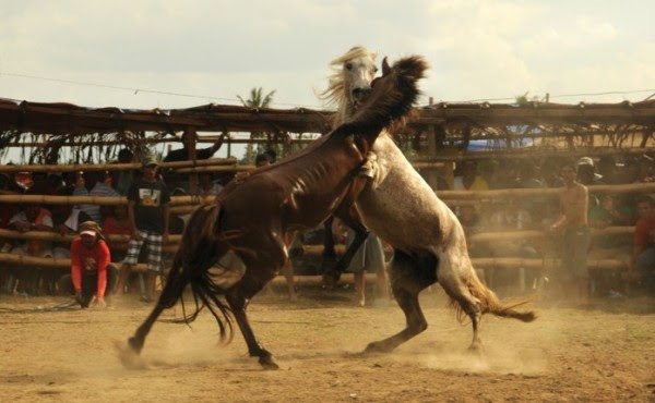 petizione per la lotta contro cavalli